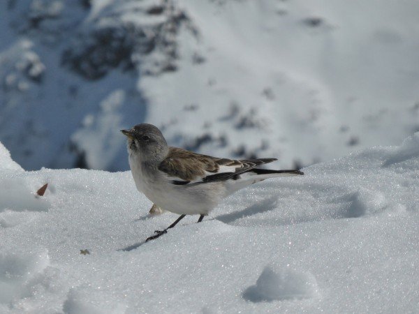 Guide skiia lpinisme 2 jours domes miage